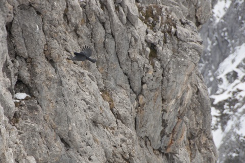 Bild: Alpendohle an der Westlichen Karwendelspitze. NIKON D90 mit AF-S DX NIKKOR 18-200 mm 1:3,5-5,6G ED VR Ⅱ. Bild © 2012 by Bert Ecke.