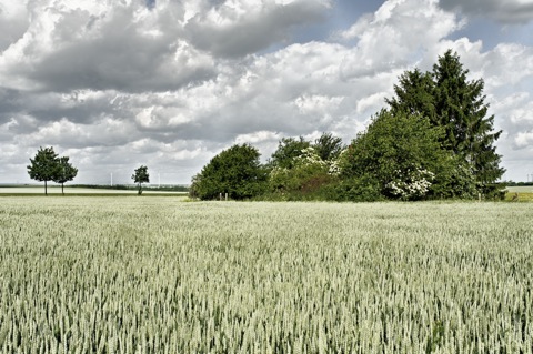 Bild: Dornröschens Haus zwischen Quenstedt und Aschersleben. NIKON D300s mit CARL ZEISS Distagon T* 2,8/25 ZF.