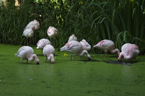 Bild: Impressionen aus dem Zoo Aschersleben.