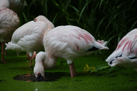 Bild: Impressionen aus dem Zoo Aschersleben.