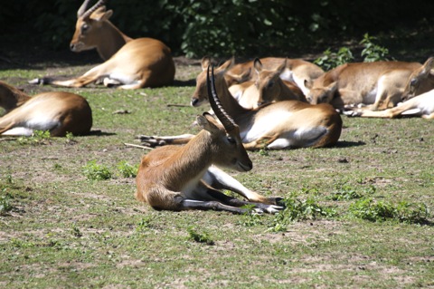 Bild: Impressionen aus dem Zoo Aschersleben.