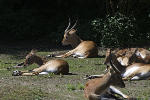 Bild: Impressionen aus dem Zoo Aschersleben.