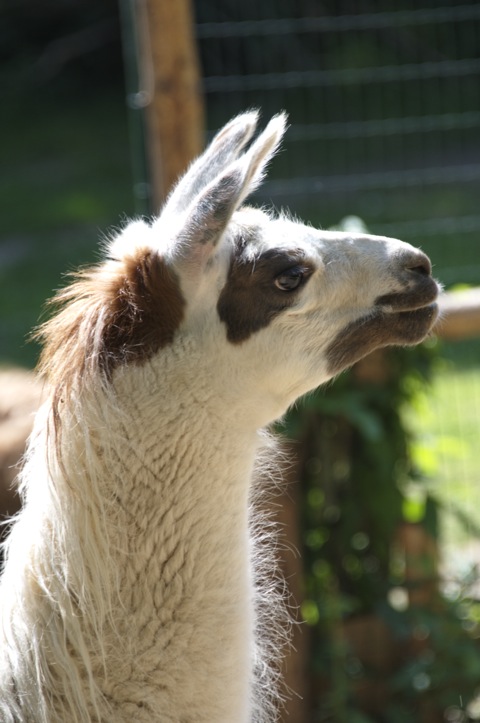 Bild: Impressionen aus dem Zoo Aschersleben.