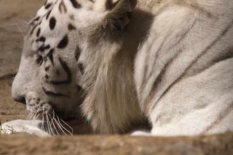 Bild: Impressionen aus dem Zoo Aschersleben.