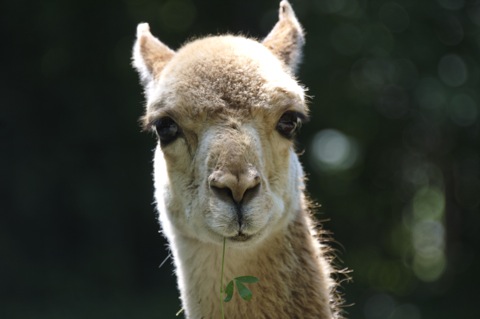 Bild: Impressionen aus dem Zoo Aschersleben.