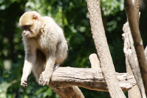 Bild: Impressionen aus dem Zoo Aschersleben.