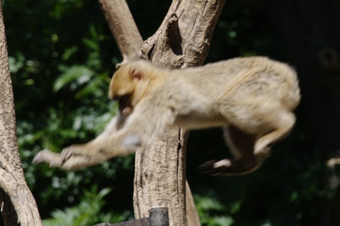 Bild: Impressionen aus dem Zoo Aschersleben.