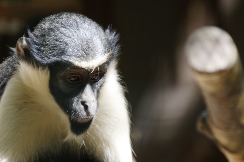 Bild: Impressionen aus dem Zoo Aschersleben.