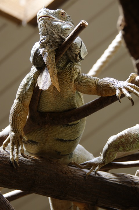 Bild: Impressionen aus dem Zoo Aschersleben.