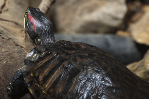 Bild: Impressionen aus dem Zoo Aschersleben.