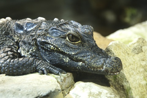 Bild: Impressionen aus dem Zoo Aschersleben.