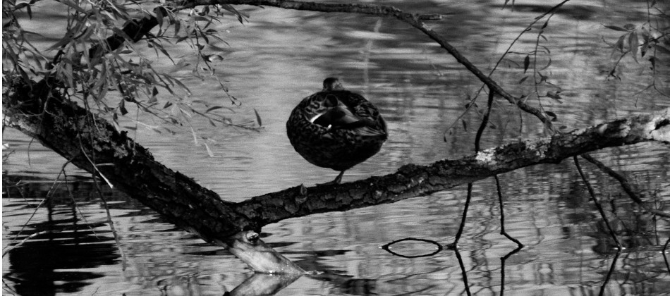 Bild: Wildente bei Mragowo im nordöstlichen Polen.