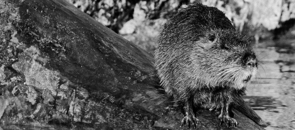 Bild: Biber in einem Wildpark bei Poing.