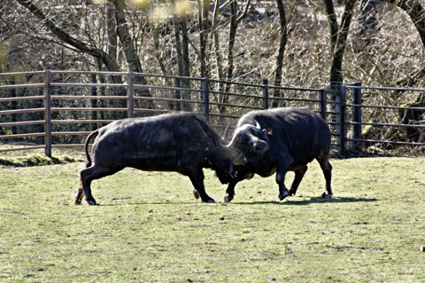 Bild: Da fliegt der Rotz! Kämpfende Kafferbüffel im Tiergarten Nürnberg. Fotografiert mit NIKON D90 und AF-S DX NIKKOR 18-200 mm 1:3,5-5,6G ED VR Ⅱ (18-200 Miilimeter).