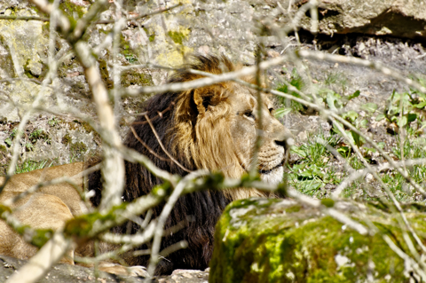 Bild: Murmeltier. Fotografiert mit NIKON D90 und AF-S NIKKOR 70-300 mm 1:4,5-5,6G VR (äquivalent 105 - 450 mm).