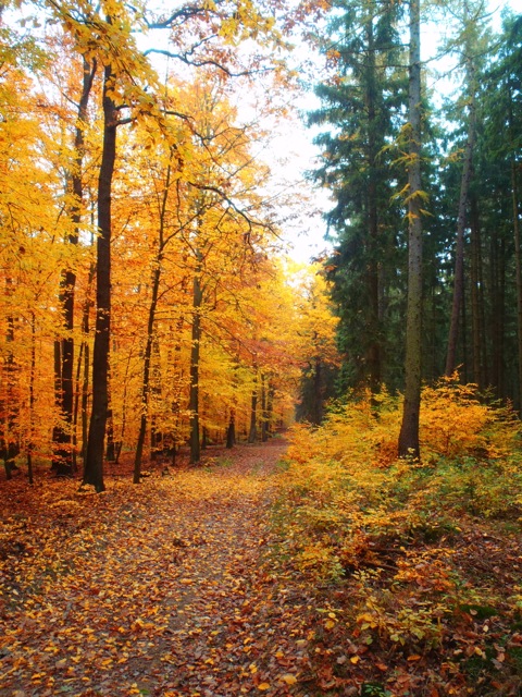 Bild: Spätherbstliche Impressionen aus dem Wald bei Bräunrode im Landkreis Mansfeld-Südharz.