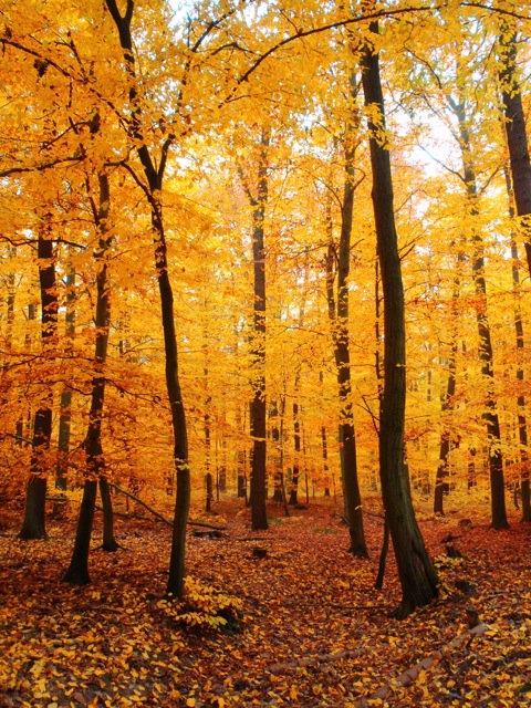 Bild: Spätherbstliche Impressionen aus dem Wald bei Bräunrode im Landkreis Mansfeld-Südharz.