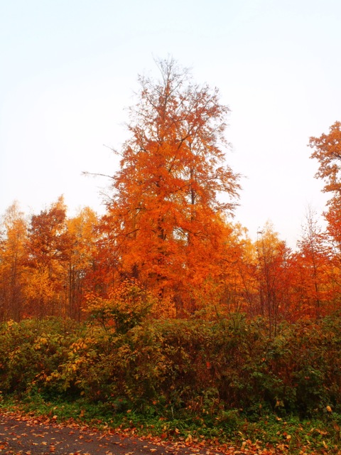 Bild: Spätherbstliche Impressionen aus dem Wald bei Bräunrode im Landkreis Mansfeld-Südharz.