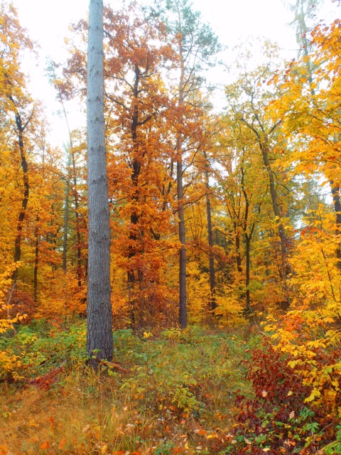 Bild: Spätherbstliche Impressionen aus dem Wald bei Bräunrode im Landkreis Mansfeld-Südharz.