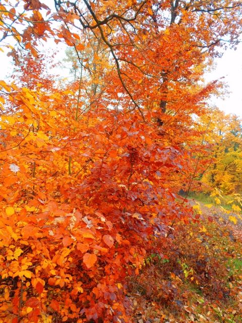 Bild: Spätherbstliche Impressionen aus dem Wald bei Bräunrode im Landkreis Mansfeld-Südharz.