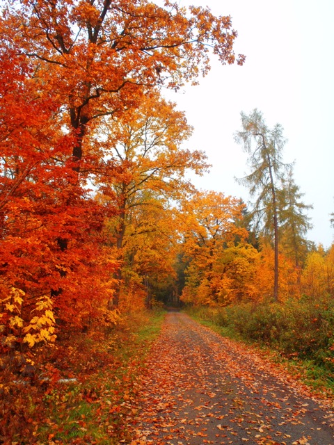 Bild: Spätherbstliche Impressionen aus dem Wald bei Bräunrode im Landkreis Mansfeld-Südharz.