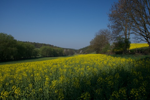 <br />Bild: Mit der Nikon D90 und dem Objektiv SIGMA 10-20mm F3.5 EX DC HSM unterwegs in den Rapsfeldern bei Bräunrode im Landkreis Mansfeld-Südharz. Das SIGMA 10-20mm F3.5 EX DC HSM war mit einem Polfilter von HOYA ausgestattet.<br />Bild: Mit der Nikon D90 und dem Objektiv SIGMA 10-20mm F3.5 EX DC HSM unterwegs in den Rapsfeldern bei Bräunrode im Landkreis Mansfeld-Südharz. Das SIGMA 10-20mm F3.5 EX DC HSM war mit einem Polfilter von HOYA ausgestattet.