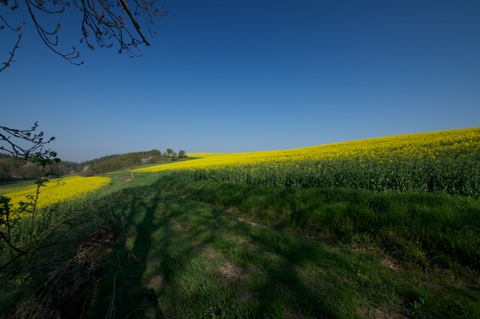 <br />Bild: Mit der Nikon D90 und dem Objektiv SIGMA 10-20mm F3.5 EX DC HSM unterwegs in den Rapsfeldern bei Bräunrode im Landkreis Mansfeld-Südharz. Das SIGMA 10-20mm F3.5 EX DC HSM war mit einem Polfilter von HOYA ausgestattet.<br />Bild: Mit der Nikon D90 und dem Objektiv SIGMA 10-20mm F3.5 EX DC HSM unterwegs in den Rapsfeldern bei Bräunrode im Landkreis Mansfeld-Südharz. Das SIGMA 10-20mm F3.5 EX DC HSM war mit einem Polfilter von HOYA ausgestattet.<br />Bild: Mit der Nikon D90 und dem Objektiv SIGMA 10-20mm F3.5 EX DC HSM unterwegs in den Rapsfeldern bei Bräunrode im Landkreis Mansfeld-Südharz. Das SIGMA 10-20mm F3.5 EX DC HSM war mit einem Polfilter von HOYA ausgestattet.<br />Bild: Mit der Nikon D90 und dem Objektiv SIGMA 10-20mm F3.5 EX DC HSM unterwegs in den Rapsfeldern bei Bräunrode im Landkreis Mansfeld-Südharz. Das SIGMA 10-20mm F3.5 EX DC HSM war mit einem Polfilter von HOYA ausgestattet.