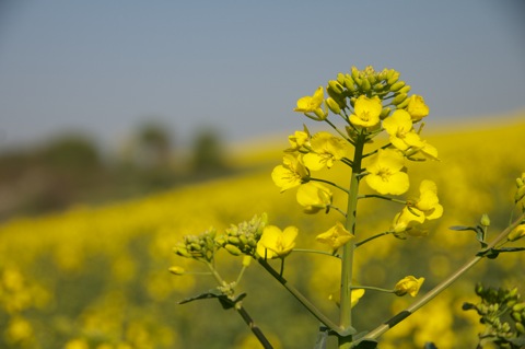 Bild: Mit der Nikon D300S und dem Objektiv AF-S DX NIKKOR 18-200 mm 1:3,5-5,6G ED VR Ⅱ unterwegs in den Rapsfeldern bei Bräunrode im Landkreis Mansfeld-Südharz. Das AF-S DX NIKKOR 18-200 mm 1:3,5-5,6G ED VR Ⅱ war nur mit einem UV-Filter von HOYA ausgestattet.