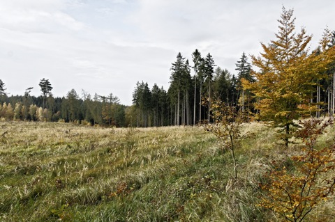 Bilder: Herbststimmung in einer Schonung bei Bräunrode im Landkreis Mansfeld-Südharz.