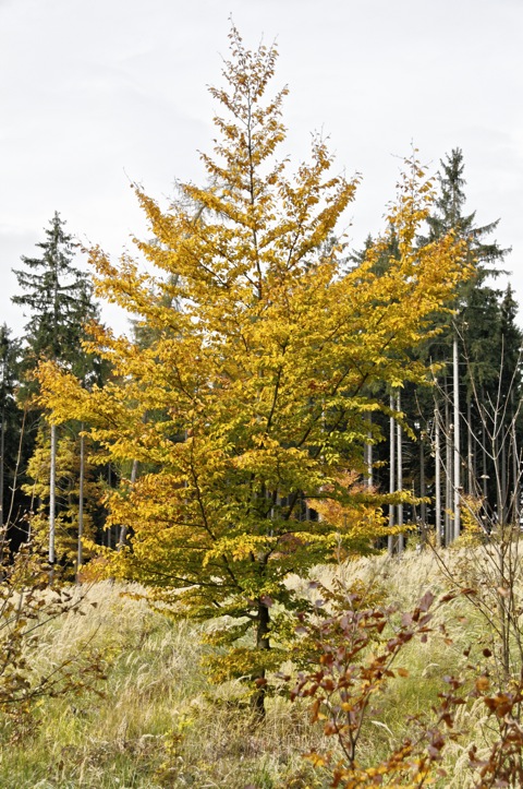 Bilder: Herbststimmung in einer Schonung bei Bräunrode im Landkreis Mansfeld-Südharz.