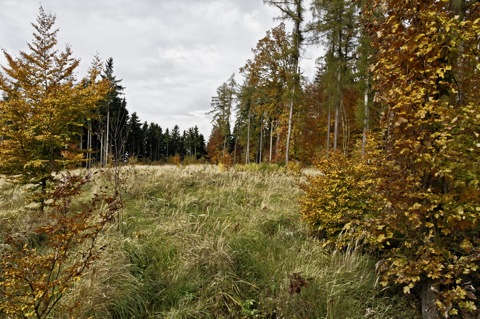 Bilder: Herbststimmung in einer Schonung bei Bräunrode im Landkreis Mansfeld-Südharz.