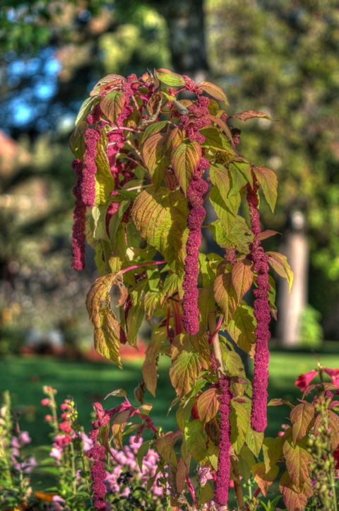 Bild: Herbstliche Blütenpracht im Hofgarten des Schlosses zu Dachau als HDR.