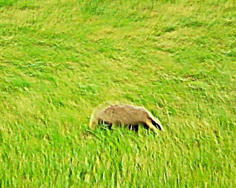 Bild: Dachs auf der Einewiese bei Stangerode im Unterharz. Outdoorhandy SAMSUNG GT-B2100 und ZEISS Fernglas 10 x 50.