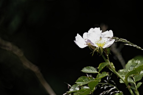 Bild: Weiße Heckenrose. NIKON D700 mit SIGMA 150-500mm F5,0-6,3 DG OS HSM ¦¦ ISO200 ¦ f/6 ¦ 1/160 s ¦ FX 500 mm.