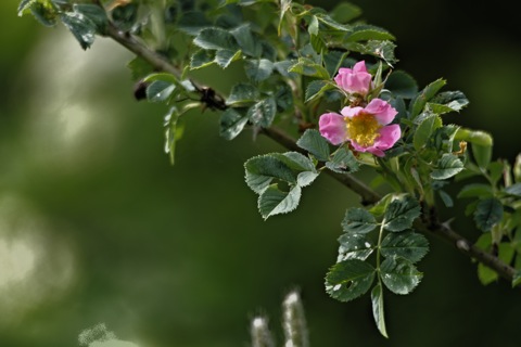 Bild: Rote Heckenrose. NIKON D700 mit SIGMA 150-500mm F5,0-6,3 DG OS HSM ¦¦ ISO200 ¦ f/6 ¦ 1/160 s ¦ FX 500 mm.