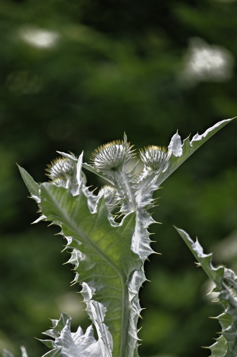 Bild: Diese mehr als mannshohe Distel fängt gerade an zu blühen.<br />NIKON D700 mit SIGMA 150-500mm F5,0-6,3 DG OS HSM ¦¦ ISO200 ¦ f/6 ¦ 1/160 s ¦ FX 500 mm.