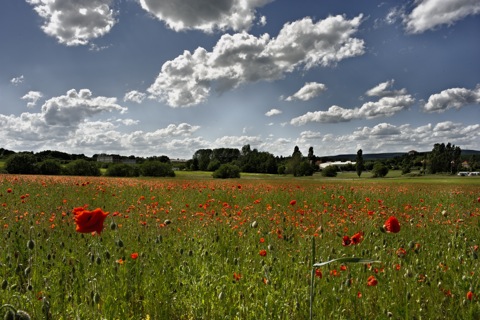 Bild: Wiese mit Rotem Klatschmohn bei Harzgerode. NIKON D700 mit CARL ZEISS Distagon T* 2,8/25 ZF ¦¦ ISO200 ¦ f/22 ¦ 1/660 s ¦ -2.0 EV ¦ FX 25 mm.