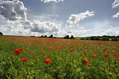 Bild: Wiese mit Rotem Klatschmohn bei Harzgerode. NIKON D700 mit CARL ZEISS Distagon T* 2,8/25 ZF ¦¦ ISO200 ¦ f/22 ¦ 1/160 s ¦ -1.0 EV ¦ FX 25 mm.