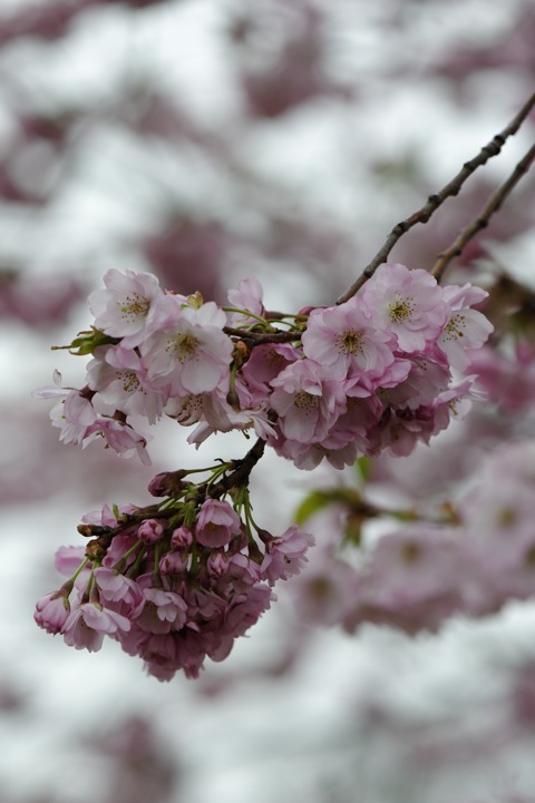 Bild: Kirschblüte an der Ascherslebener Straße in Hettstedt. NIKON D700 mit NIKON AF-S Micro-Nikkor 105mm 1:2,8G VR.