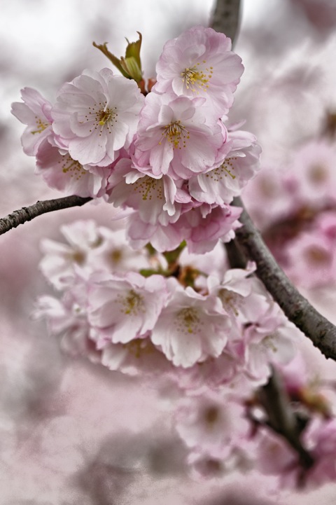 Bild: Kirschblüte an der Ascherslebener Straße in Hettstedt. NIKON D700 mit NIKON AF-S Micro-Nikkor 105mm 1:2,8G VR.