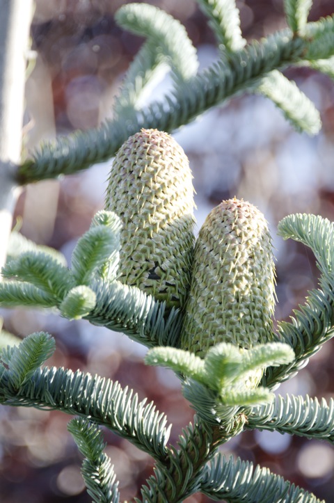 Bild: Koreatanne (Abies koreana).
