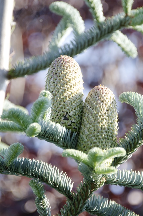 Bild: Koreatanne (Abies koreana).