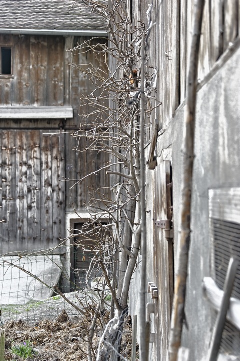 Bild: Impressionen aus Maienfeld im Kanton Graubünden in der Schweiz.