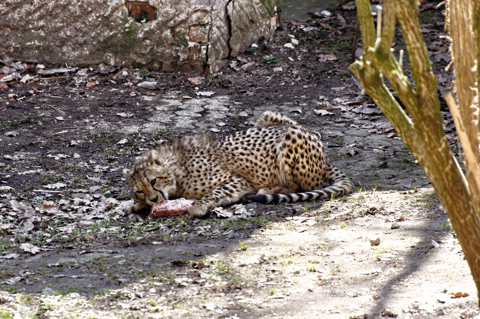 Bild: Gepard im Tiergarten Nürnberg.