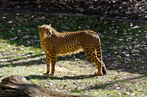 Bild: Gepard im Tiergarten Nürnberg.