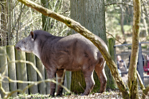Bild: Tapir im Tiergarten Nürnberg.