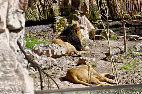 Bild: Löwen im Tiergarten Nürnberg.