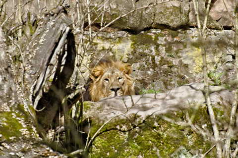 nikkor_70-300_tierpark_n_07