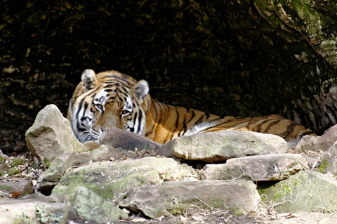 Bild: Sibirischer Tiger im Tiergarten Nürnberg.
