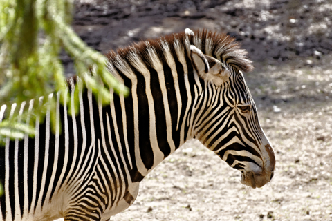 Bild: Böhm-Zebra im Tiergarten Nürnberg.